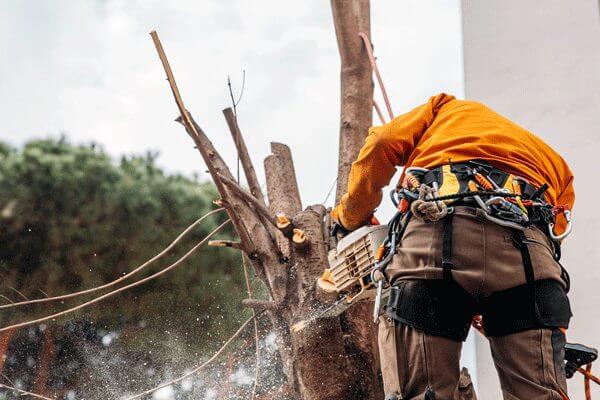 Arbor Bros using a chain saw to remove a tree