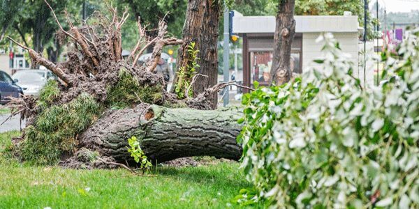 Fallen tree ready for removal by Arbor Bros